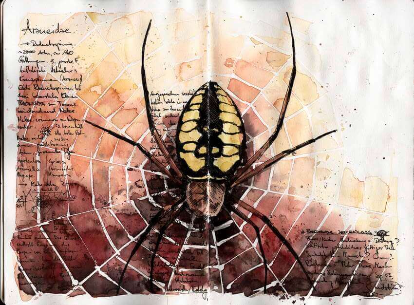 Watercolor drawing of spider with skull on back